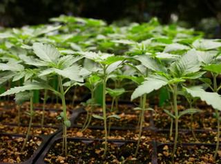 A small batch of cannabis seedlings in a research greenhouse.