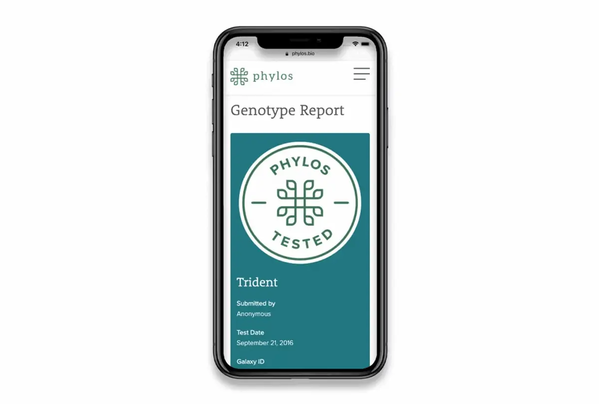 The redesigned genotype report on a phone: a Phylos Tested seal on a teal card, then the variety name Trident with who submitted it and the test date.